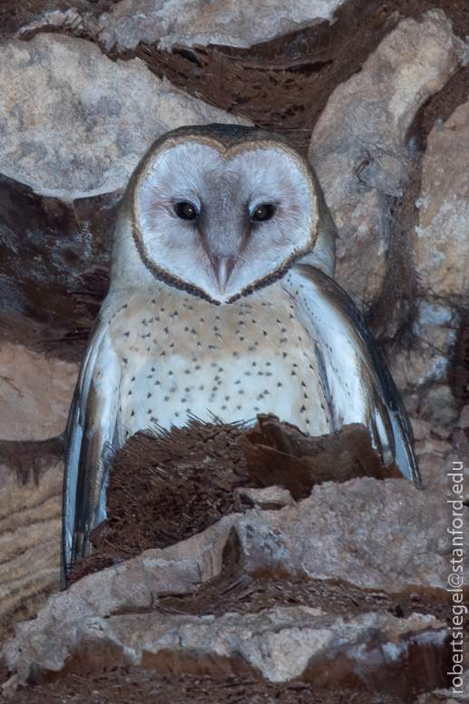 barn owl